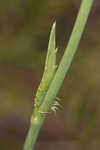 Southern rattlesnake master